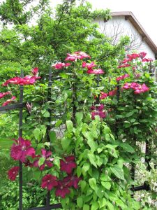 Поддръжка на двор в София, кв. Бояна – 2