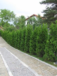 Поддръжка на двор в София, кв. Бояна – 2