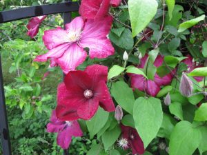 Поддръжка на двор в София, кв. Бояна – 2