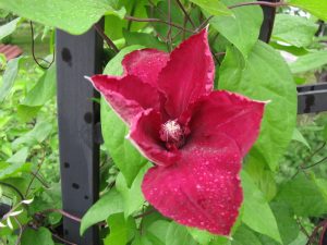 Поддръжка на двор в София, кв. Бояна – 2