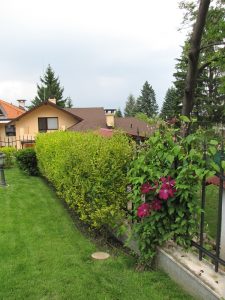 Поддръжка на двор в София, кв. Бояна – 2