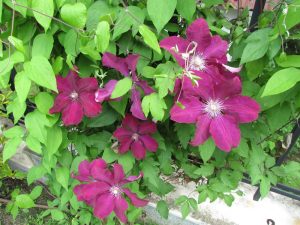 Поддръжка на двор в София, кв. Бояна – 2