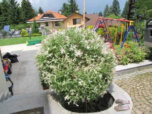 Поддръжка на двор в София, кв. Бояна – 2