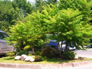 Поддръжка на зелените площи на бизнес център Слатина