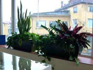 Интериорно озеленяване на офис сграда на Тека ООД