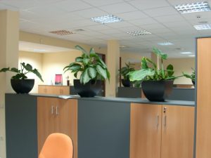 Интериорно озеленяване на офис сграда на Тека ООД