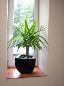 Интериорно озеленяване на офис сграда на Тека ООД