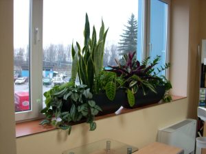 Интериорно озеленяване на офис сграда на Тека ООД