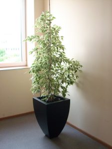 Интериорно озеленяване на офис сграда на Тека ООД