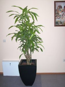 Интериорно озеленяване на офис сграда на Тека ООД