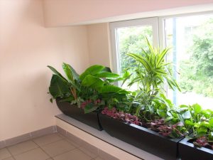 Интериорно озеленяване на офис сграда на Тека ООД