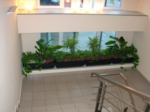 Интериорно озеленяване на офис сграда на Тека ООД