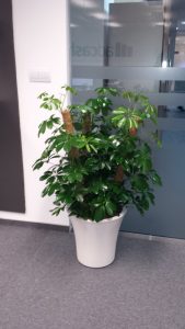 интериорно озеленяване на офис на Адкеш България в Mall of Bulgaria