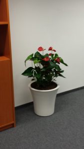 интериорно озеленяване на офис на Адкеш България в Mall of Bulgaria