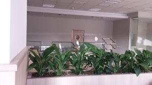 интериорно озеленяване на Банка ДСК ОЦ Люлин