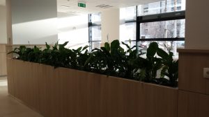 интериорно озеленяване на Банка ДСК ОЦ Люлин