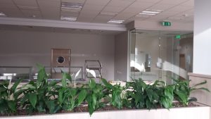 интериорно озеленяване на Банка ДСК ОЦ Люлин