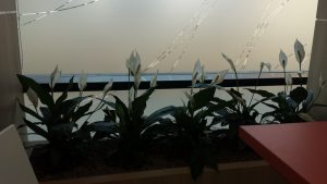 интериорно озеленяване на Банка ДСК ОЦ Люлин