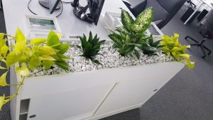 интериорно озеленяване на офис на Адкеш България в Mall of Bulgaria