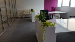 интериорно озеленяване на офис на Адкеш България в Mall of Bulgaria