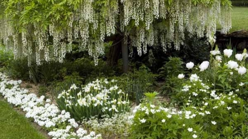 Монохромна градина