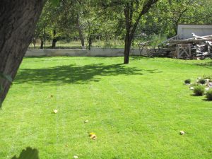 Озеленяване на двор в кв. Малинова долина