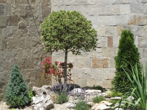 Озеленяване на двор в кв. Бояна (3) – етап 2