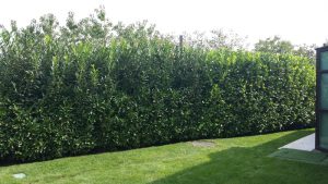 Поддръжка на двор в София, кв. Бояна