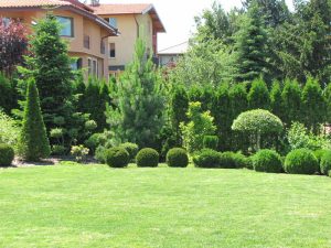 Поддръжка на двор в София, кв. Бояна