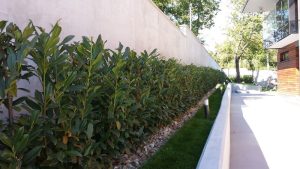 Поддръжка на двор в кв. Бояна – 4