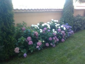 Поддръжка на двор в София, кв. Бояна – 5