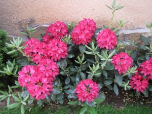 Поддръжка на двор в София, кв. Бояна – 5