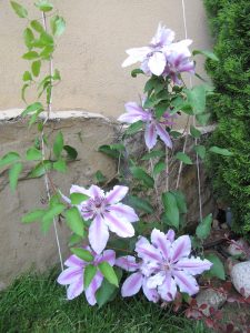 Поддръжка на двор в София, кв. Бояна – 5