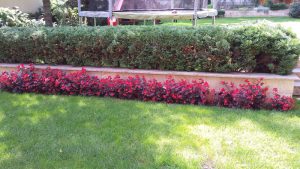 Поддръжка на двор в гр. Банкя (4)