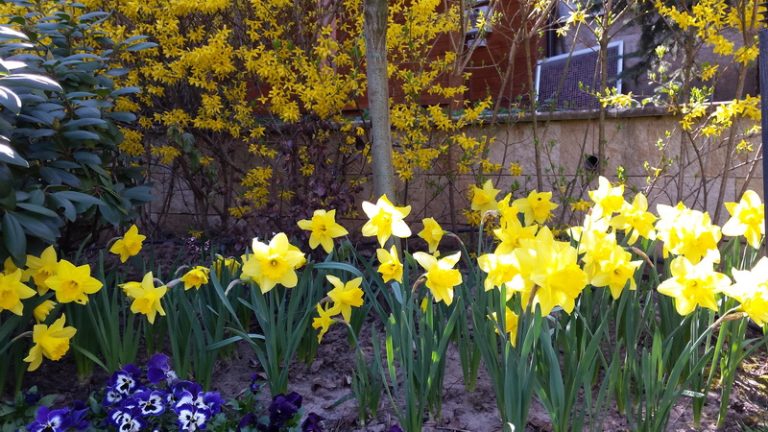 Поддръжка на двор в гр. Банкя (4)