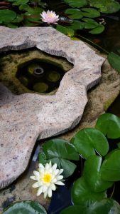 Поддръжка на двор в гр. Банкя (4)