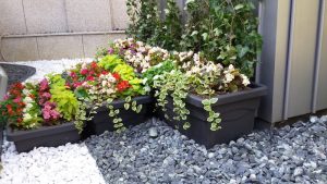 покривно озеленяване на сграда на централно управление на Банка ДСК – ул. Георги Бенковски