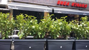 Озеленяване на пицария Италия