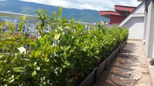 Озеленяване на тераса в София