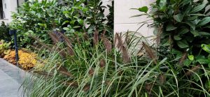 Озеленяване кв. Кръстова вада