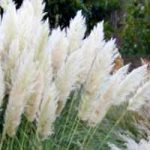 пампаска трева