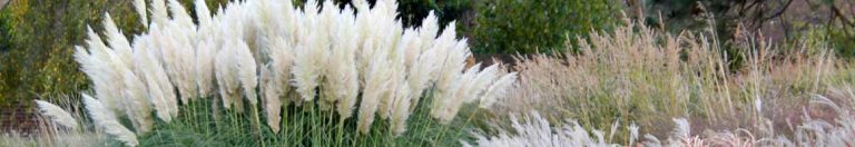 Пампаската трева – елегантният акцент в модерното озеленяване