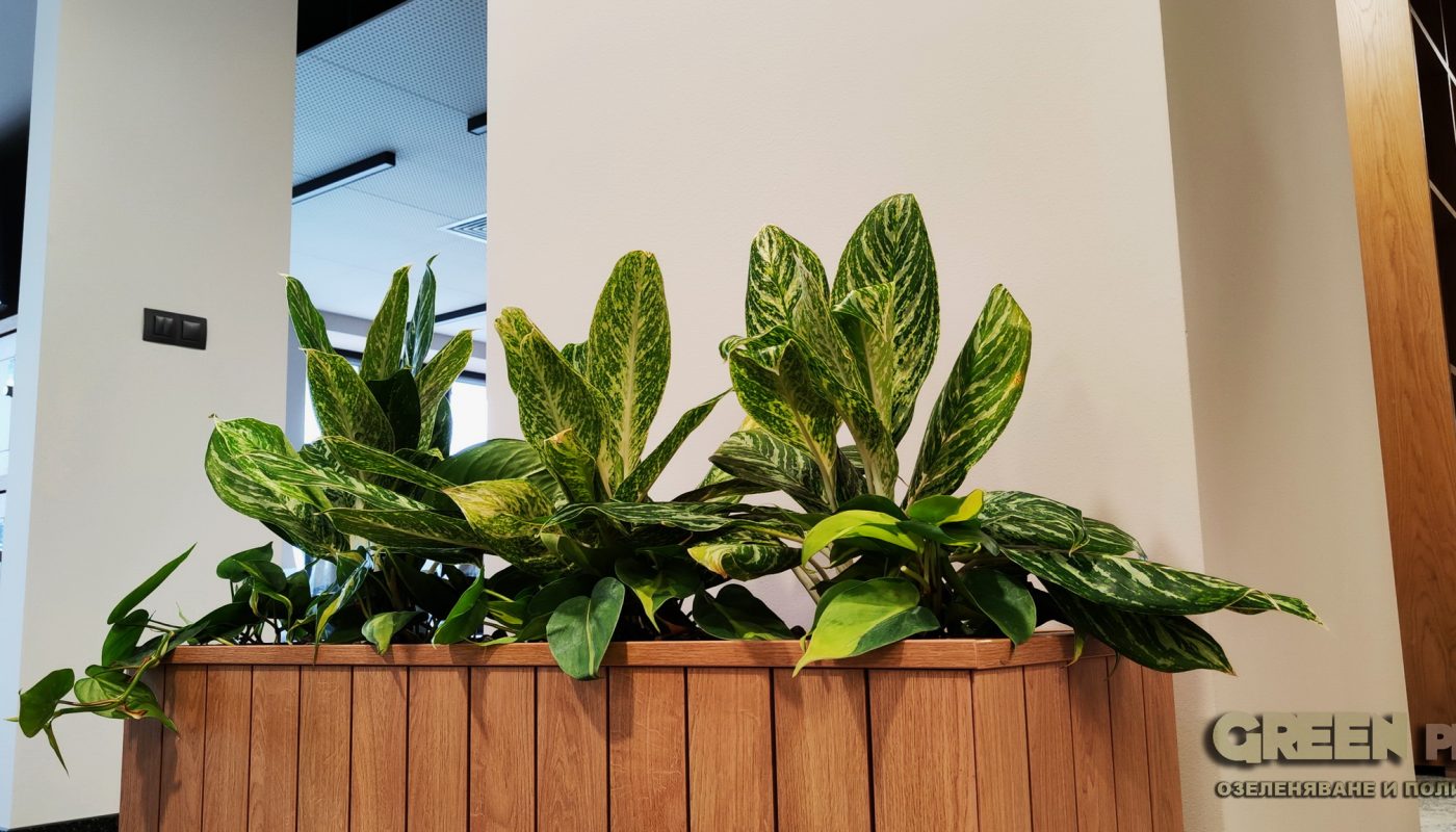 интериорно озеленяване – Банка ДСК бул. Стамболийски – 5