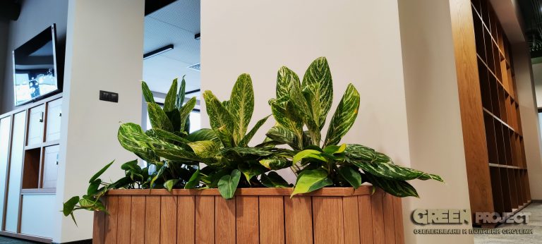 интериорно озеленяване – Банка ДСК бул. Стамболийски – 5