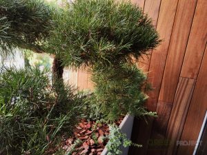 Озеленяване на тераса в ж.к. Яворов