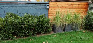 Озеленяване на двор в Драгалевци – 3