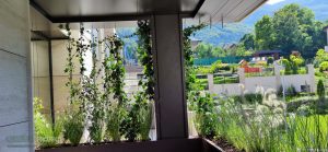 Озеленяване на тераса Еделвайс