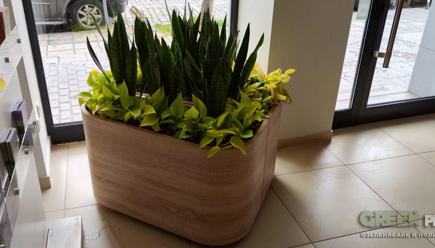 Интериорно озеленяване на Банка ДСК – Лозенец