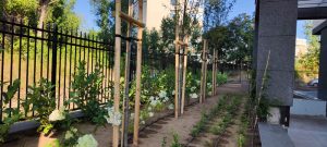 Озеленяване Stella tower