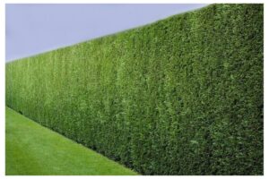 жив плет от лейландии